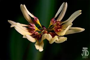 Bulbophyllum loherianum