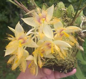 Sievekingia reichenbachiana