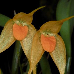 Bulbophyllum ankylochele