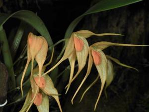 Bulbophyllum ankylochele
