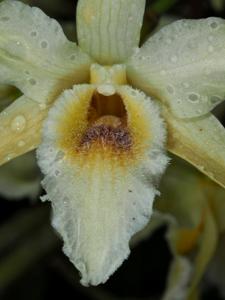 Dendrobium heterocarpum