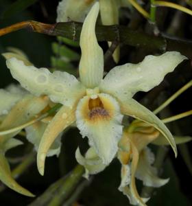 Dendrobium heterocarpum