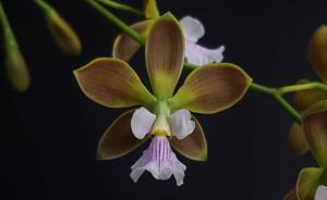 Encyclia advena