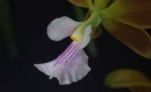 Encyclia advena