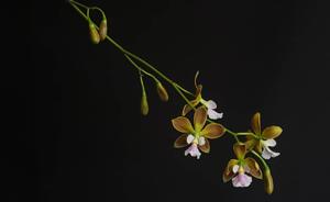 Encyclia advena