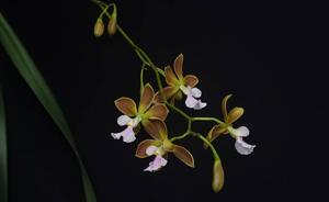 Encyclia advena