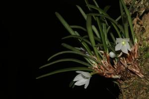 Ceratostylis pristina