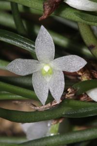 Ceratostylis pristina