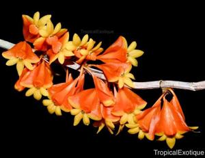 Dendrobium chrysopterum