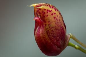 Scaphosepalum ovulare