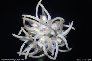 Bulbophyllum odoratissimum