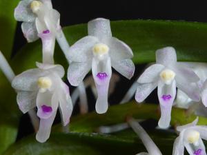 Cleisocentron malipoense