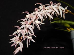 Macradenia brassavolae