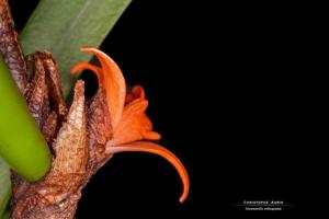 Ceratostylis retisquama