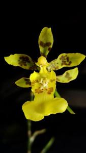 Oncidium citrinum