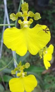 Gomesa bifolia