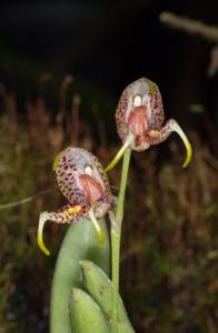 Masdevallia pachyura