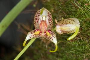 Masdevallia pachyura