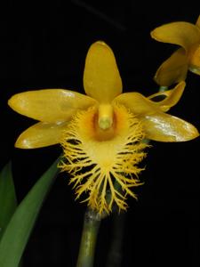 Dendrobium brymerianum