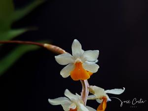 Coelogyne cobbiana