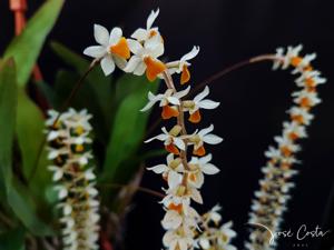 Coelogyne cobbiana