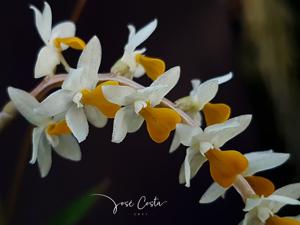 Coelogyne cobbiana