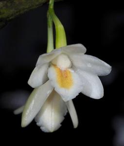 Dendrobium prianganense