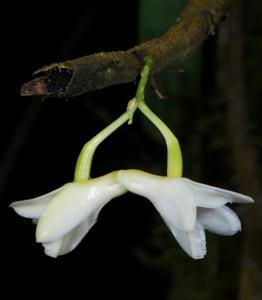 Dendrobium prianganense