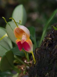Masdevallia lychniphora