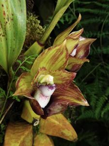 Bifrenaria tetragona