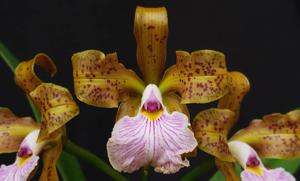 Cattleya velutina