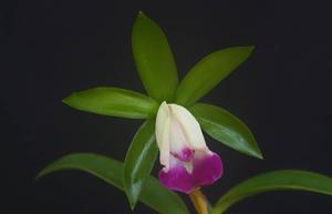 Cattleya dormaniana