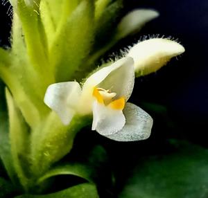 Aspidogyne hylibates