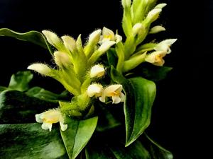 Aspidogyne hylibates