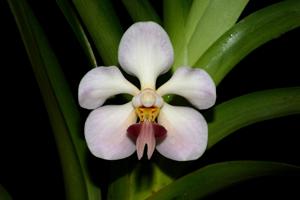 Vanda foetida