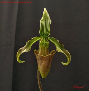 Paphiopedilum bungebelangi