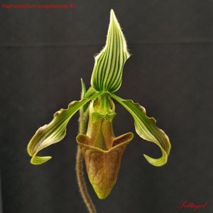 Paphiopedilum bungebelangi