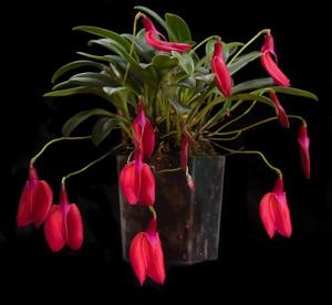 Masdevallia deformis