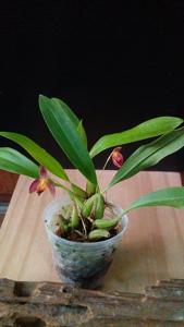 Bulbophyllum holochilum