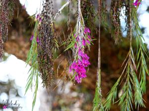 Dendrobium limpidum