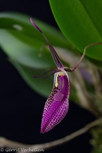 Restrepia pandurata