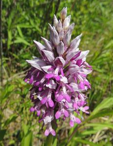 Orchis militaris