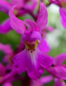 Orchis mascula