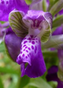 Anacamptis morio