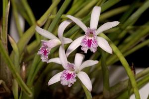 Cattleya lundii