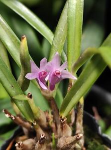 Dendrobium seranicum