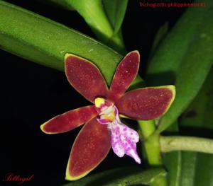 Trichoglottis philippinensis