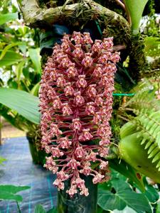 Bulbophyllum beccarii