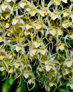Dendrobium dupense