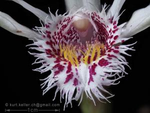 Pleione humilis